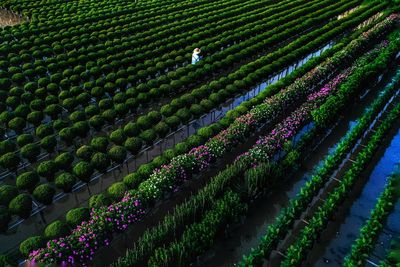 Full frame shot of potted plants