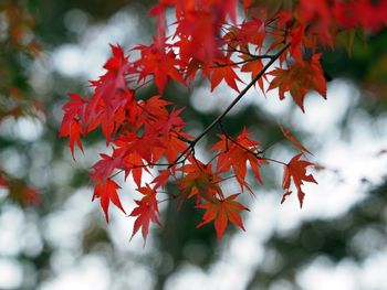 Close-up of maple leaves during autumn
