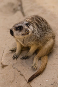 Close-up of meerkat on sand