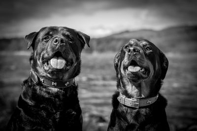 Close-up of dogs at beach