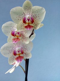 Close-up of orchids