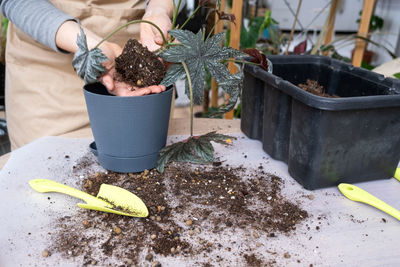 High angle view of potted plant