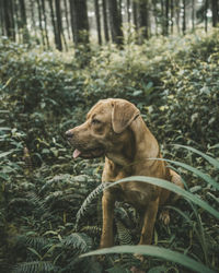 Dog looking away in forest