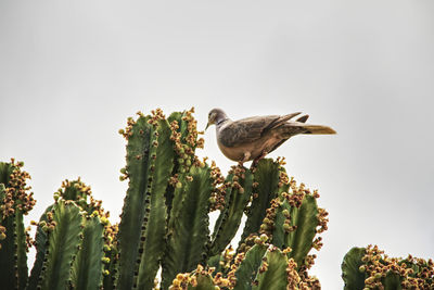 Low angle view of bird perching on plant against sky