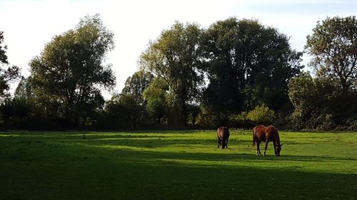 Horses grazing in a field