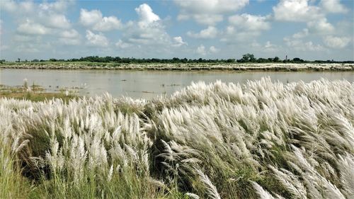 Bengal's pride - kaash flowers in bloom