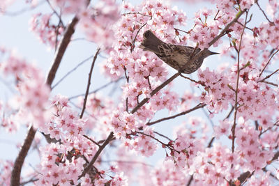 Low angle view of pink cherry blossom tree