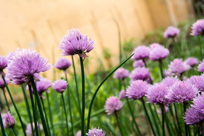 Close-up of purple flowering plant on field