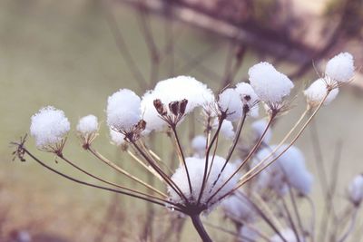 Close-up of white flowers