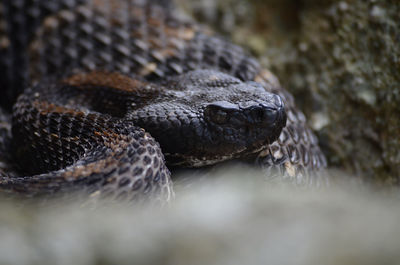 Up close dark timber rattler 