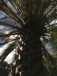 Low angle view of palm trees against sky