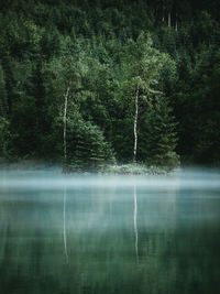 Trees by lake in forest