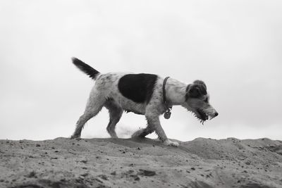 Side view of dog walking on land