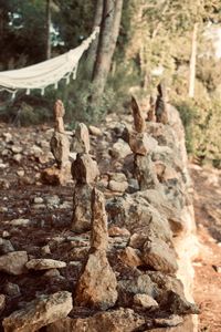 Close-up of rocks on tree trunk