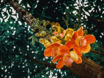 Close-up of orange flowering plant