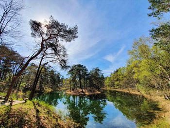 Reflection of trees in lake against sky