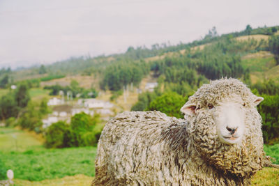 Sheep in a field
