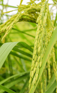 Close-up of wheat plant