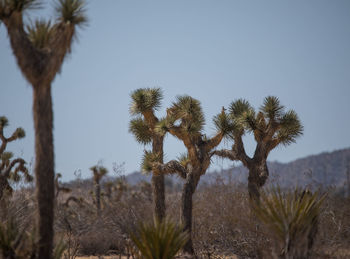 Coconut palm trees on desert against sky