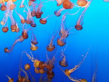 Close-up of jellyfish swimming in sea
