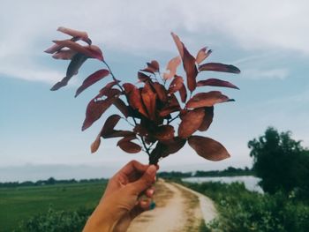 Close-up of hand holding plant on field against sky