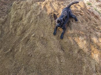 High angle view of dog on sand