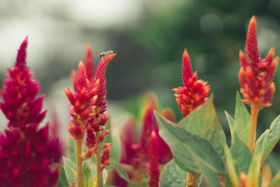 Close-up of red flowering plants