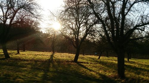 Sun shining through trees on grassy field