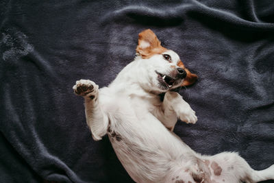 High angle view of dog relaxing on bed