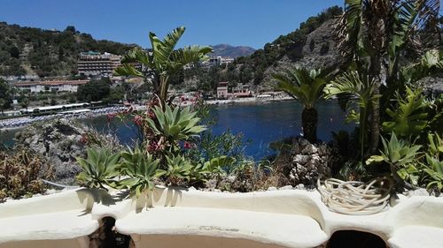 Plants growing in swimming pool