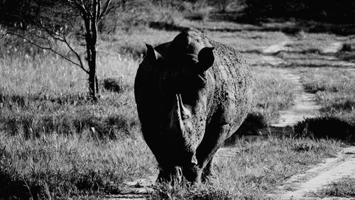 Portrait of a rhinoceros on landscape