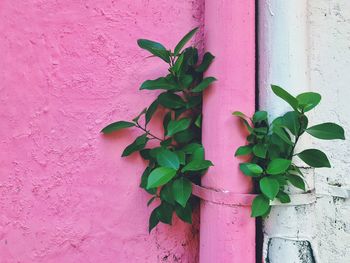Close-up of plants growing on wall