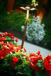 Close-up of flowers against blurred background