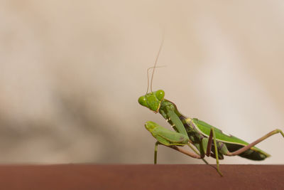 Close-up of insect on leaf