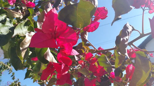 Low angle view of bougainvillea plant