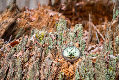 Antique decayed pocket watch in nature with dry leaves and green moss