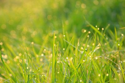 Close-up of grass growing on field