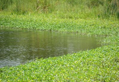 Scenic view of lake