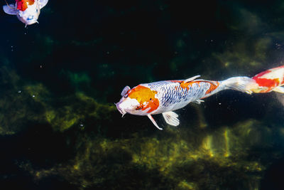 Fish swimming in sea