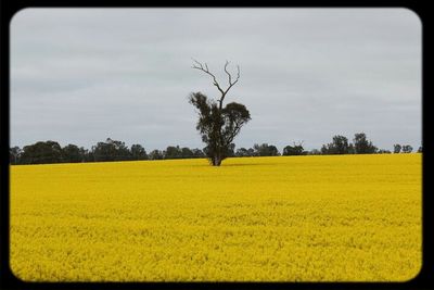 Scenic view of field against cloudy sky