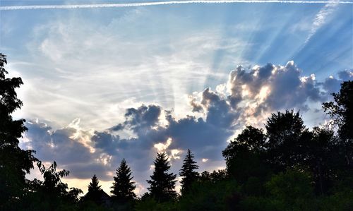 Low angle view of silhouette trees against sky during sunset