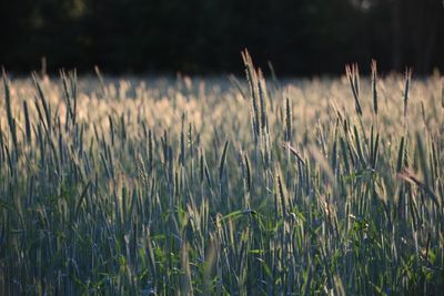 Close-up of wheat field