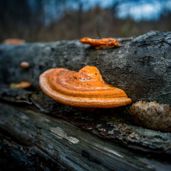 Close-up of mushroom growing on rock