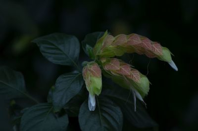 Close-up of flower against blurred background