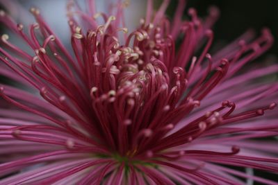 Close-up of pink flower