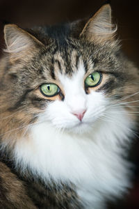 Close-up portrait of cat