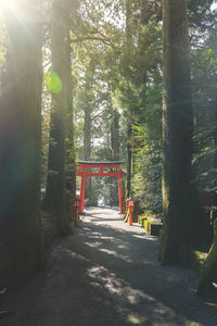 Road amidst trees in forest