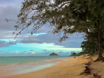 View of trees on beach