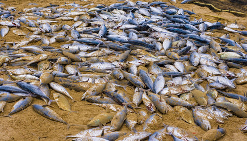 Close-up of fish for sale in market