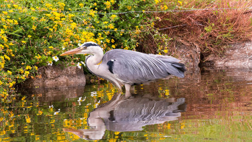 High angle view of gray heron perching on tree